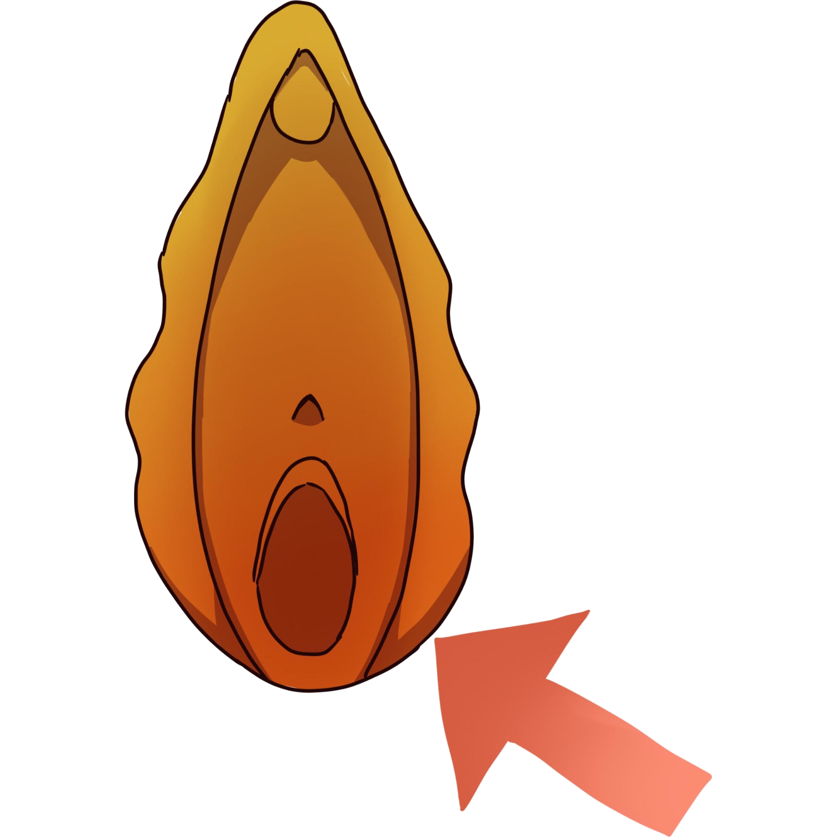 an image of a yellow and orange vulva with an arrow pointing to the vaginal opening